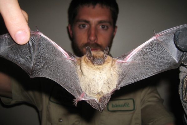 Why Bat Removal Should Only Be Handled by Professionals in Frederick